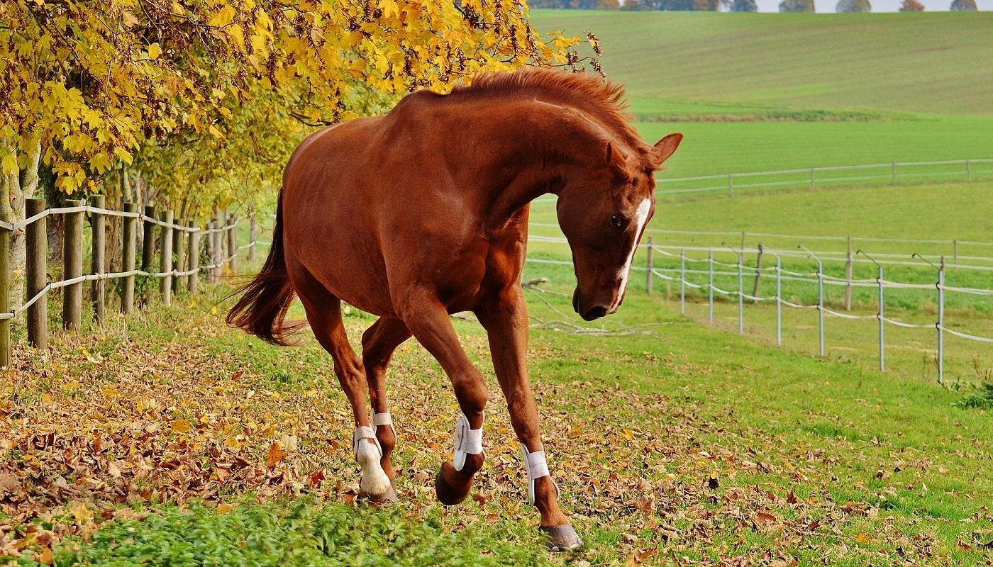 horse is carried