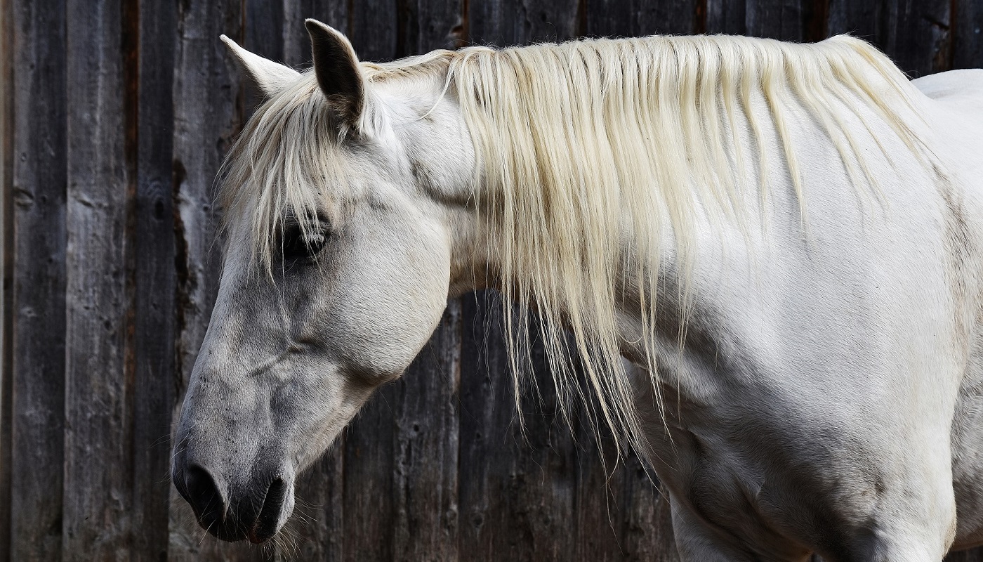 Fear of Horses