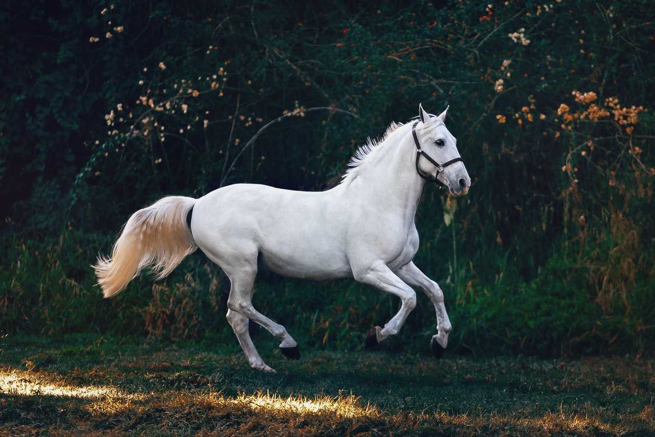 Horse Hair Humidistat  ASHRAE® Iowa Chapter