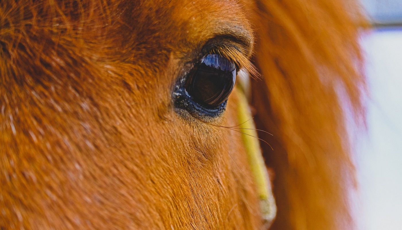 horse see